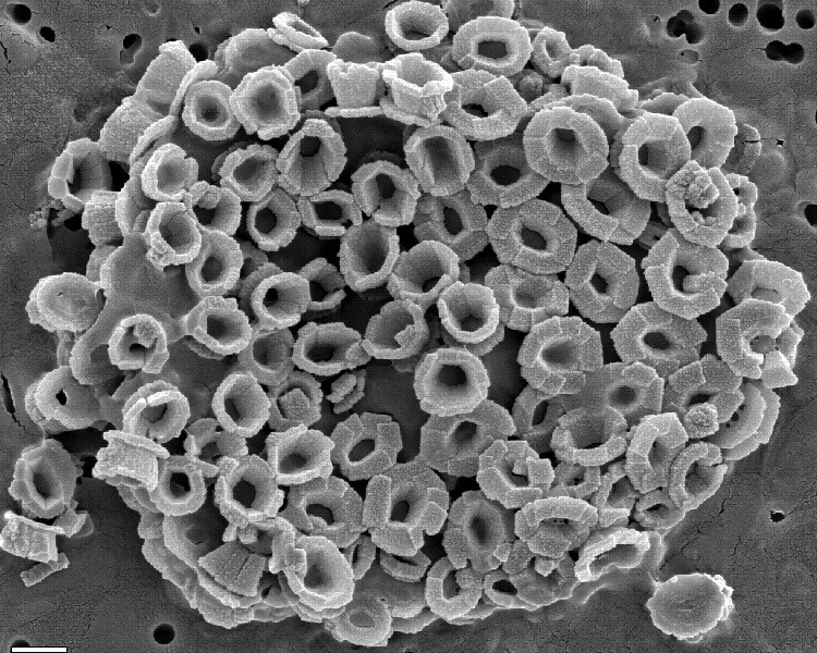 Представитель Семейства Ochrosphaeraceae